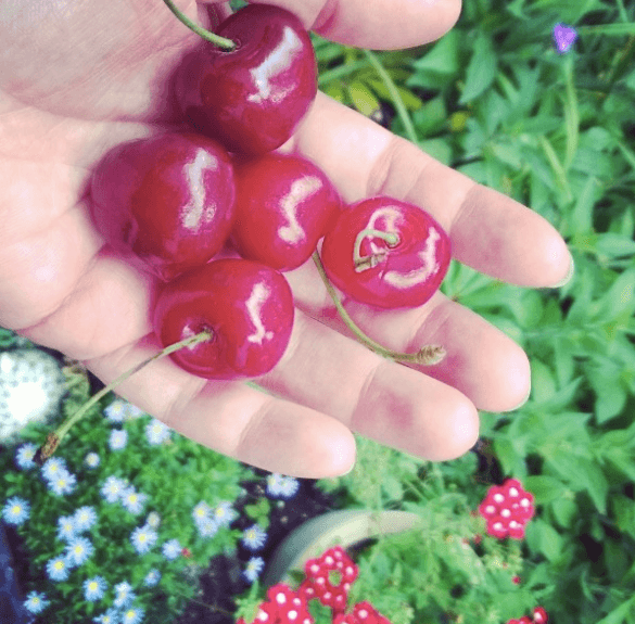 cherry